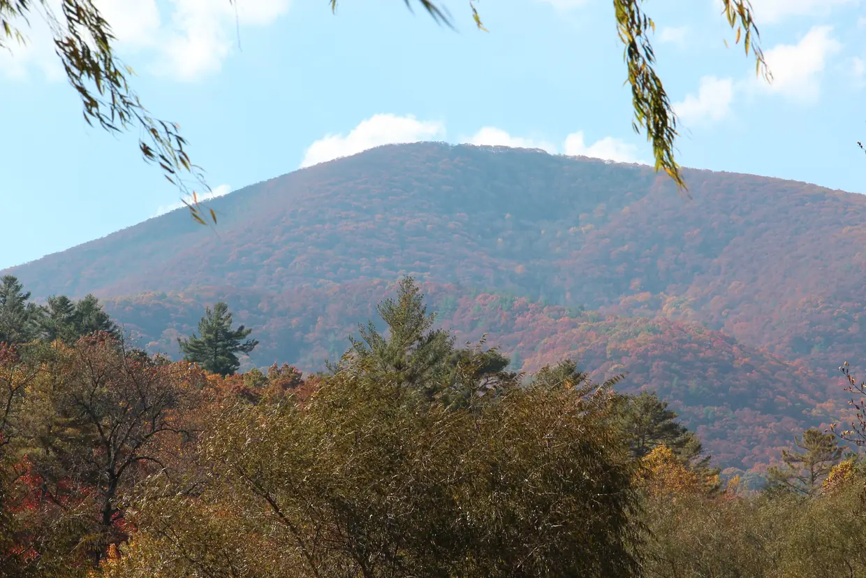 Blood Mountain's rounded peak covered in fall color, seen over autumn trees under a blue sky with willow leaves at top.