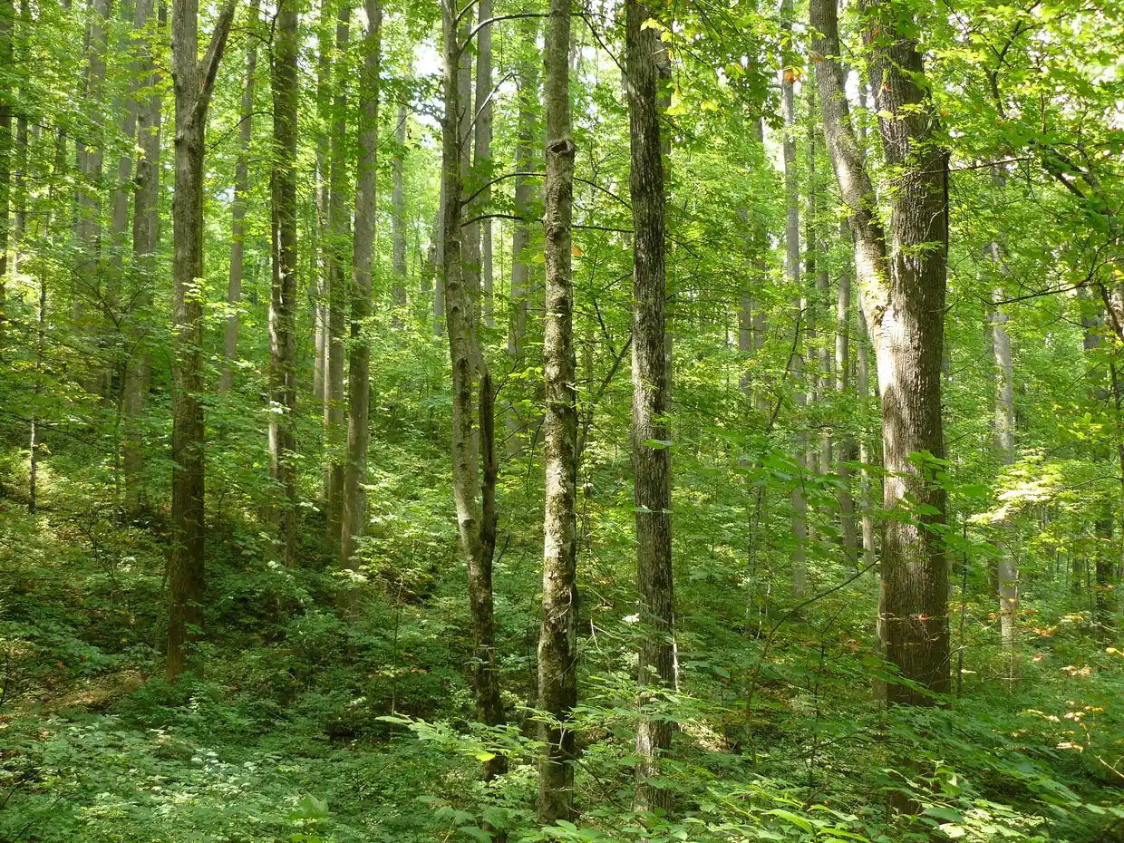 Tall straight hardwood trunks rising from a lush green understory in sunlit summer forest.