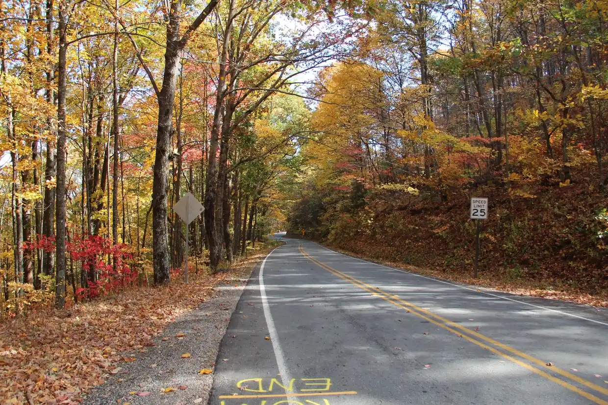 Two-lane GA 180 winding through Wolf Pen Gap beneath trees in gold and red fall color, with leaves on the roadside.